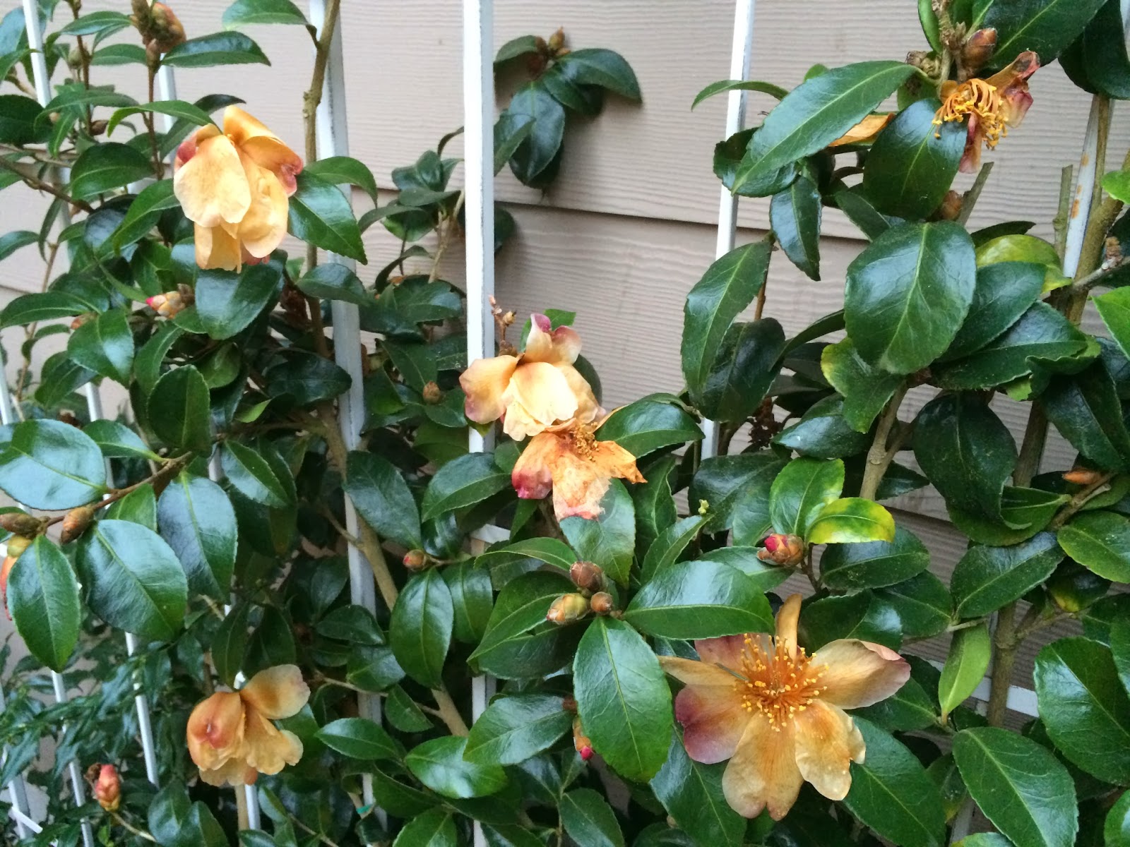 Plant Inventory At 20 Timothy Deutzia Gracilis Slender Deutzia