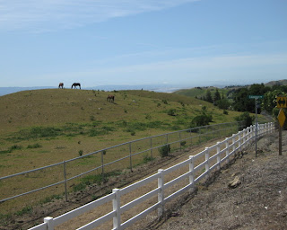 Horses grazing on a hilltop, San Francisco Bay in the distance