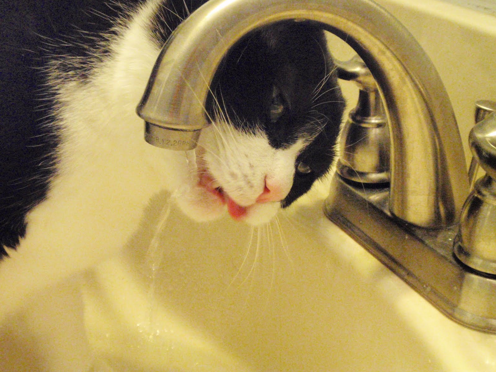 Katrina Kittle's Blog 26 My Cat Drinking From the Faucet
