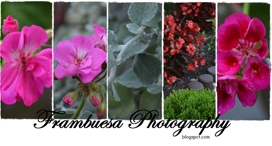~ Frambuesa Photography ~