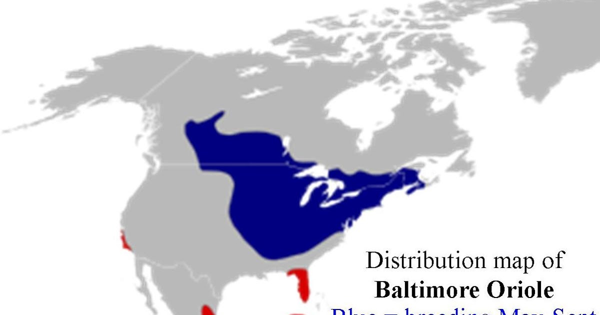 wild birds unlimited where do orioles winter wild birds unlimited where do orioles winter