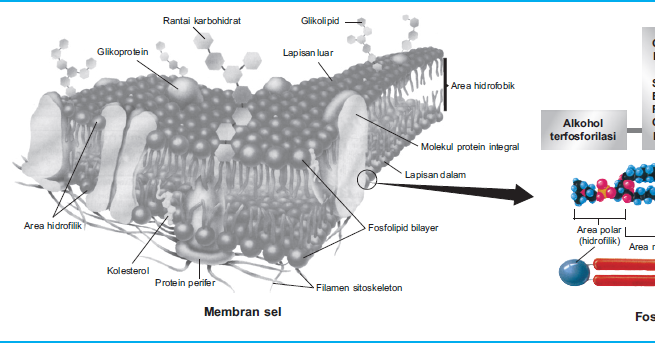 Erudio Scientia Biology Indikator 12