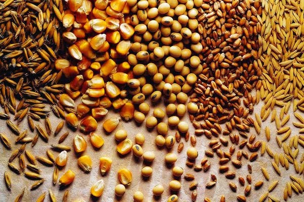 Os grãos são realmente saudáveis?