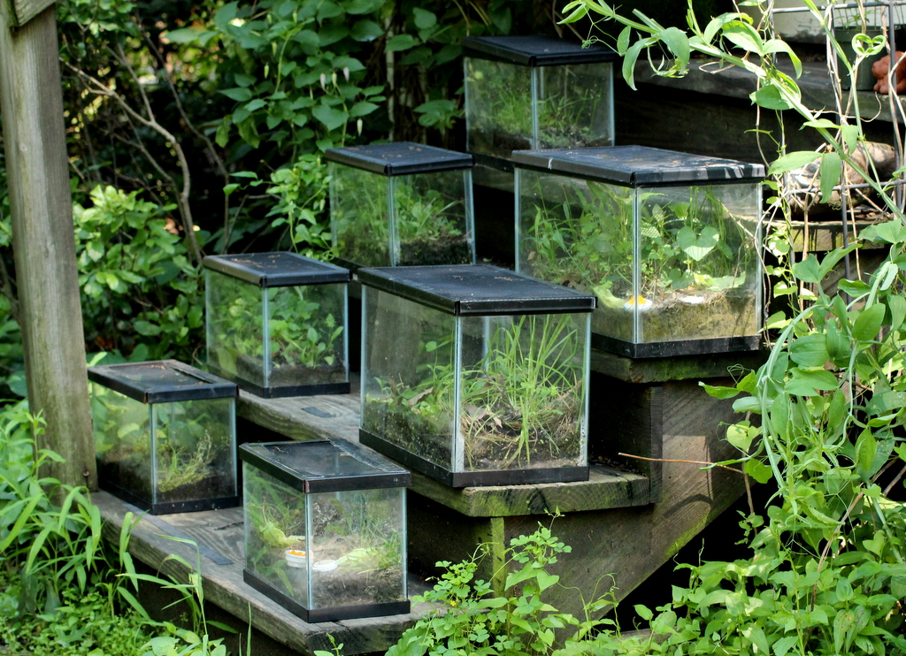 Listening in Nature Unexpected babies!