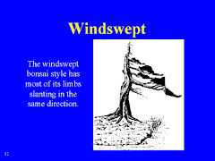 Windswept