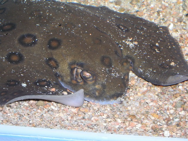 Mania de Aquário Criação de Arraias de Água Doce