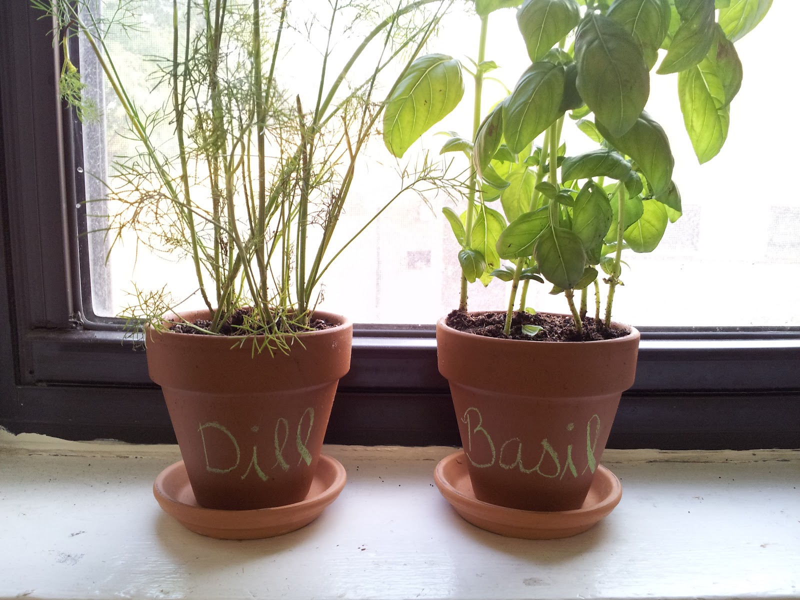 New Girl Old Town: Indoor Gardening