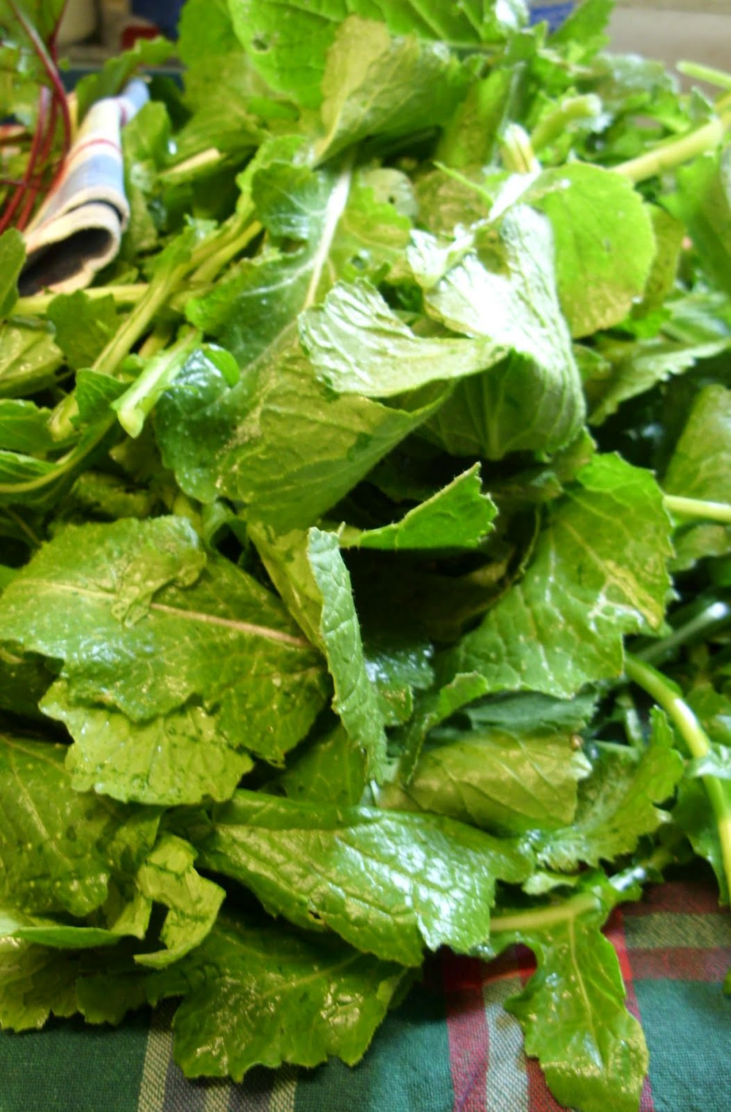 turnip-greens turnip-greens