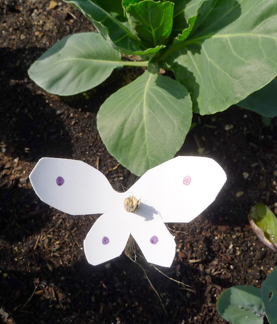 Organic pest control: Cabbage Moth Decoys