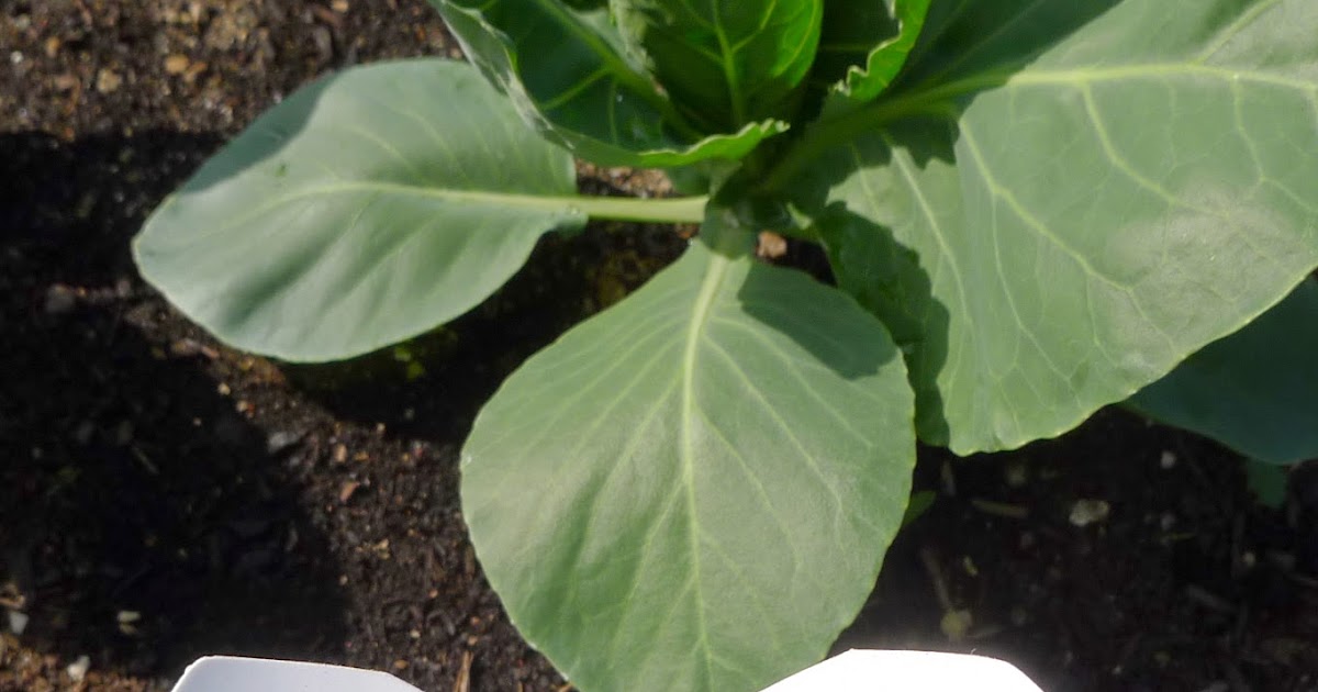 Less Noise, More Green Organic Pest ControlCabbage Moth Decoys