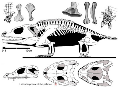 The first amphibians