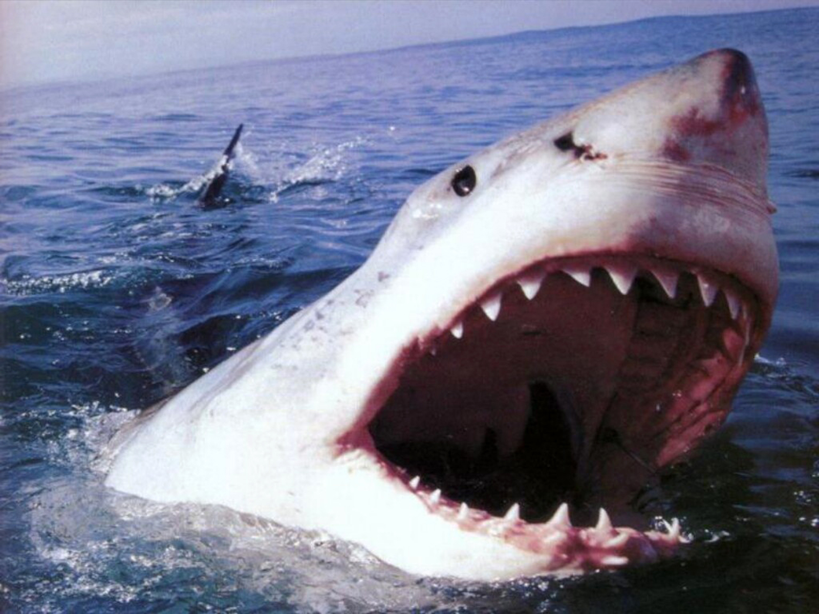 AMAZING MYSTERY VIDEOS: MEGALODON SIGHTING CAUGHT ON TAPE