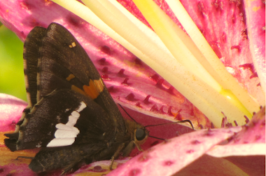 Painted Lady Butterfly on Stargazer Daylily