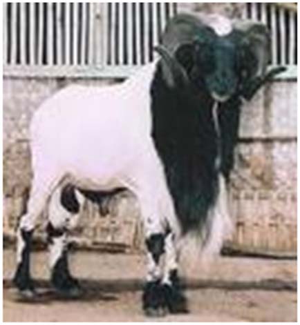 Dunia Tani Ingin Kaya Ternaklah Domba Garut