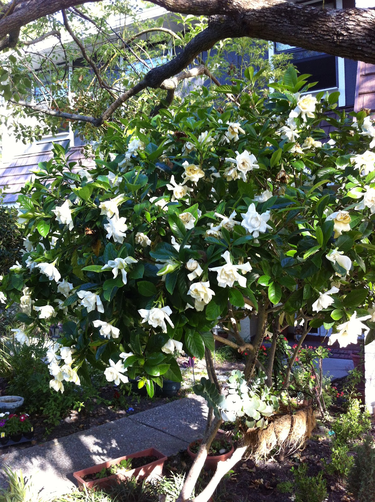 The Wonders of Doing What can I do with all these Gardenias