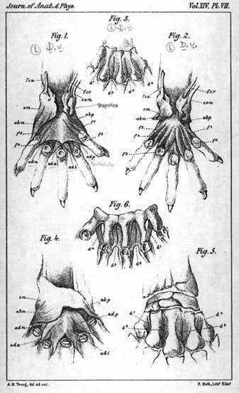 Morbid Anatomy: Dance of Death! Real Anatomical Specimens! Comparative