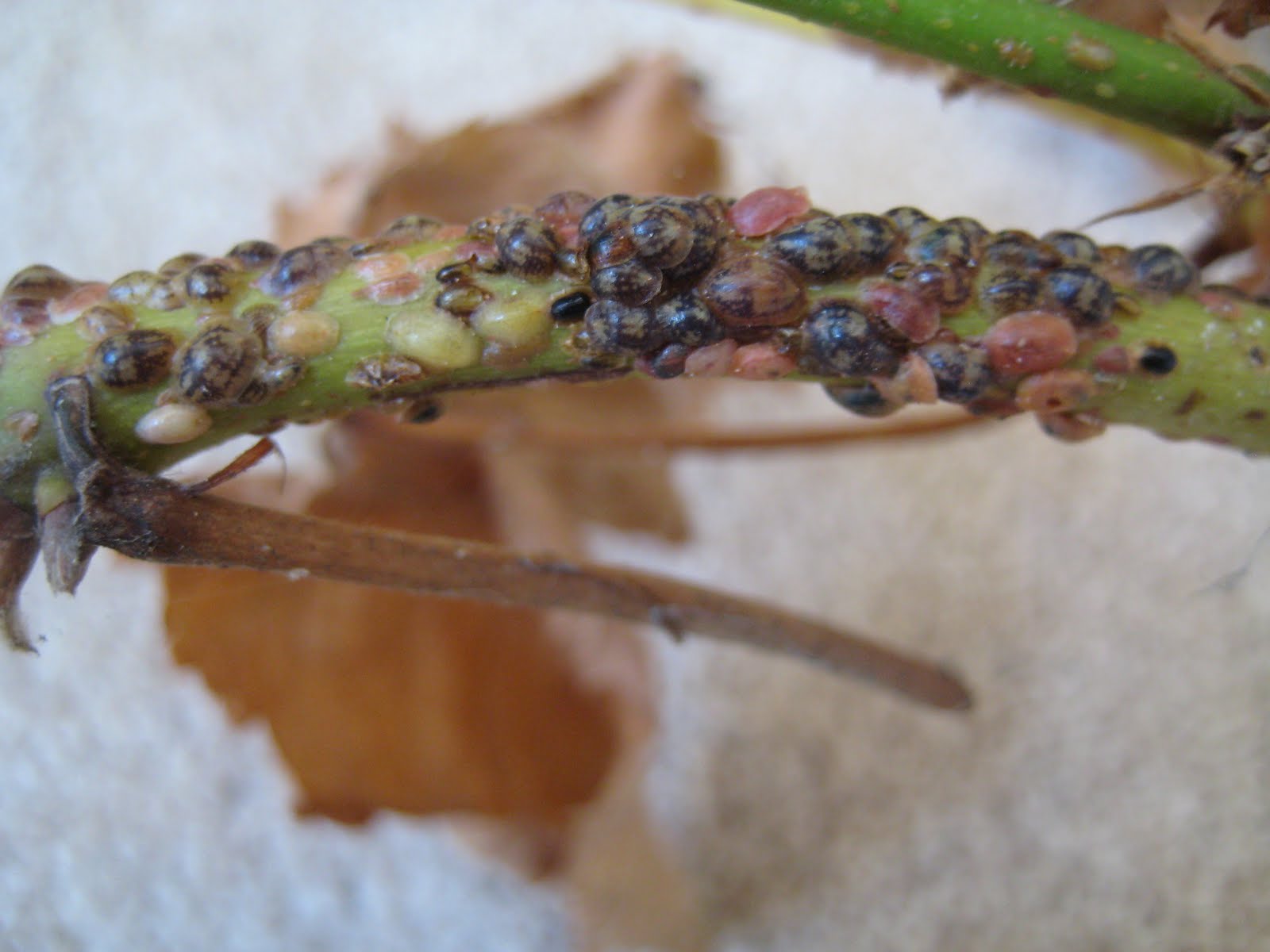 お気楽 ガーデニング イン カリフォルニア ブラックベリー チェスターの剪定