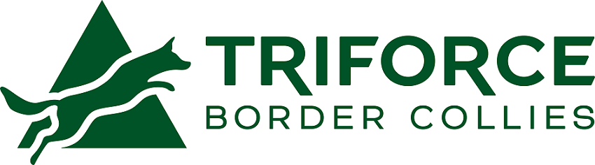 Triforce Border Collies