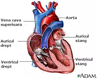 Solutia Ta Online Elemente De Anatomie Si Fiziologie Ale Aparatului Cardiovascular