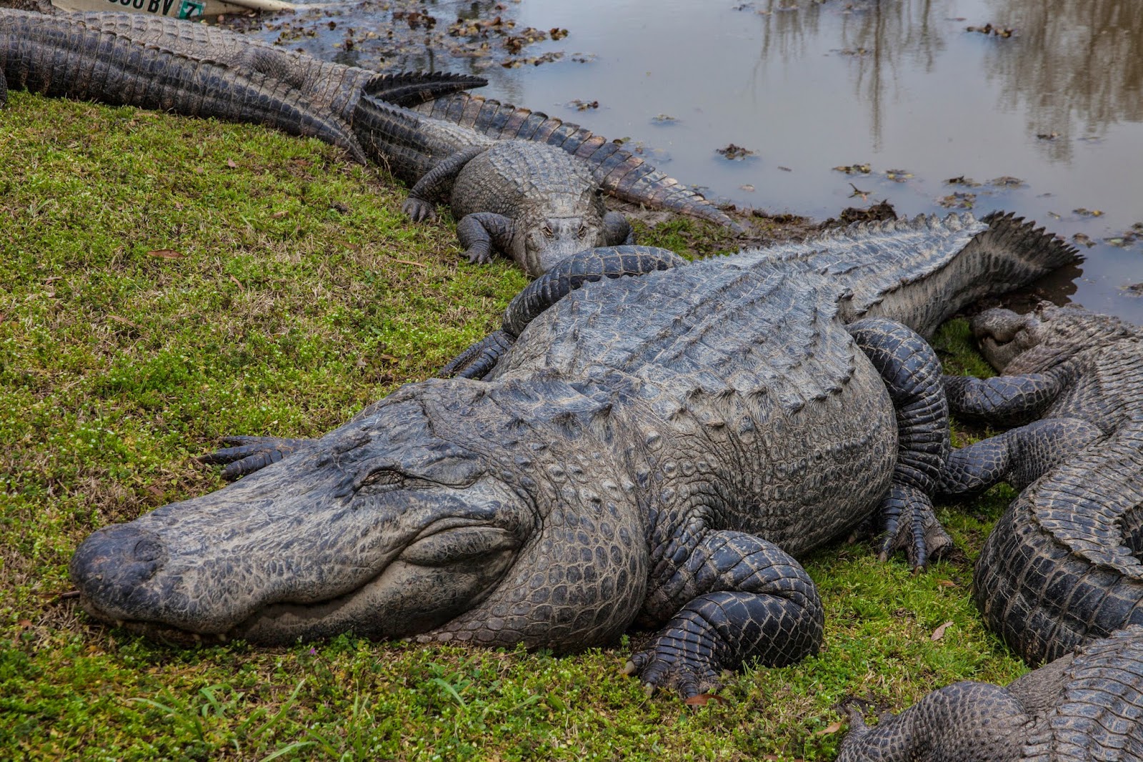 JaredDavidsonPhotography East Texas Gator Farm