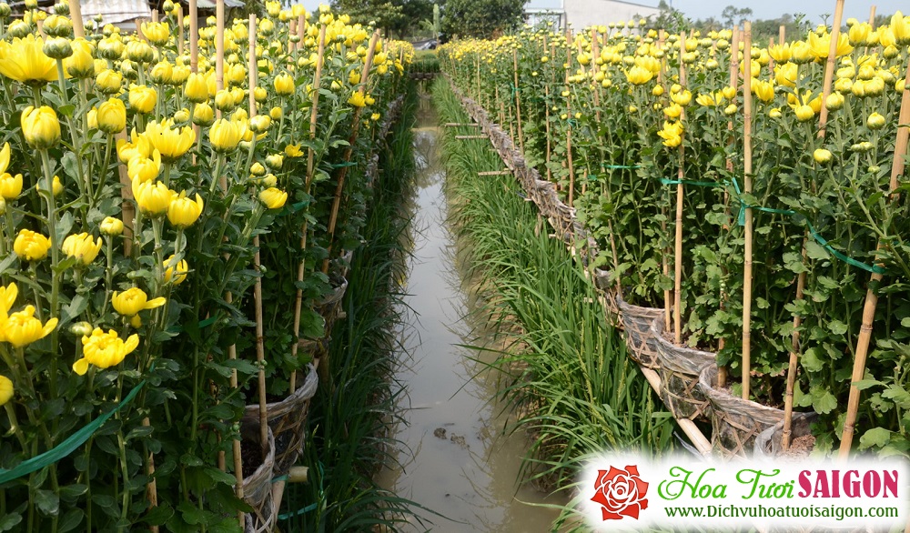 [Image: Lang-hoa-Tan-Quy-Dong-duoc-mua-hoa-tet-4.jpg]