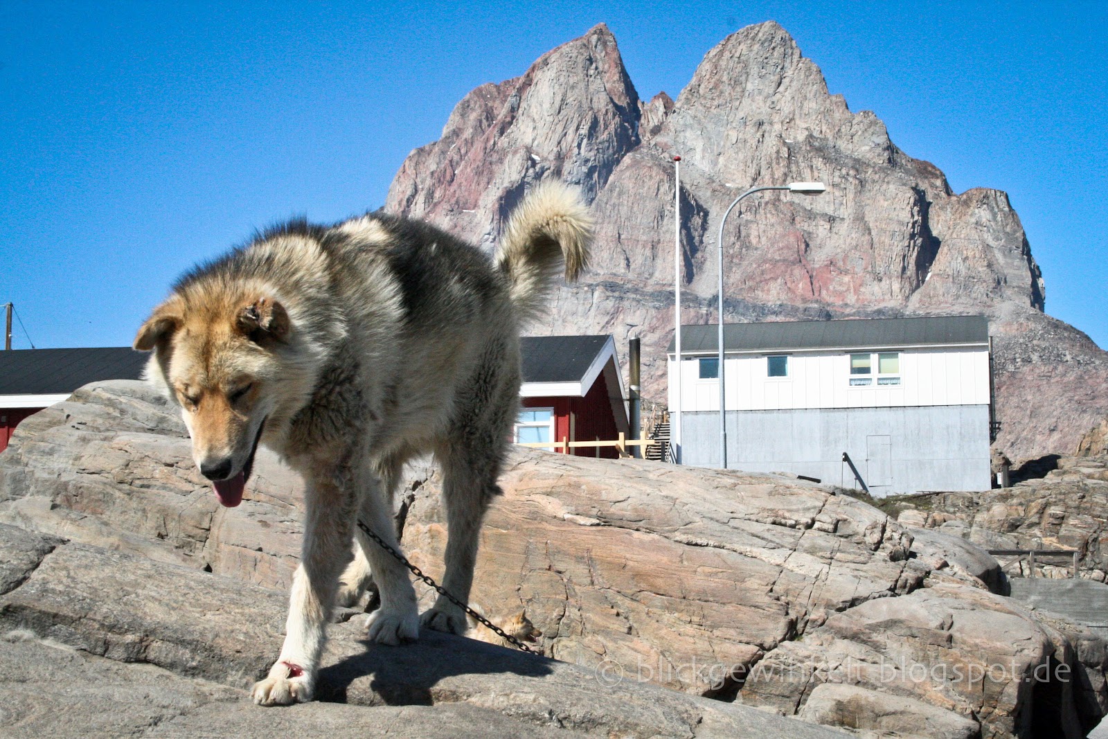 Grönlandhund