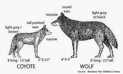 A Man in the Woods: How to Tell the Difference Between a Wolf and a Coyote