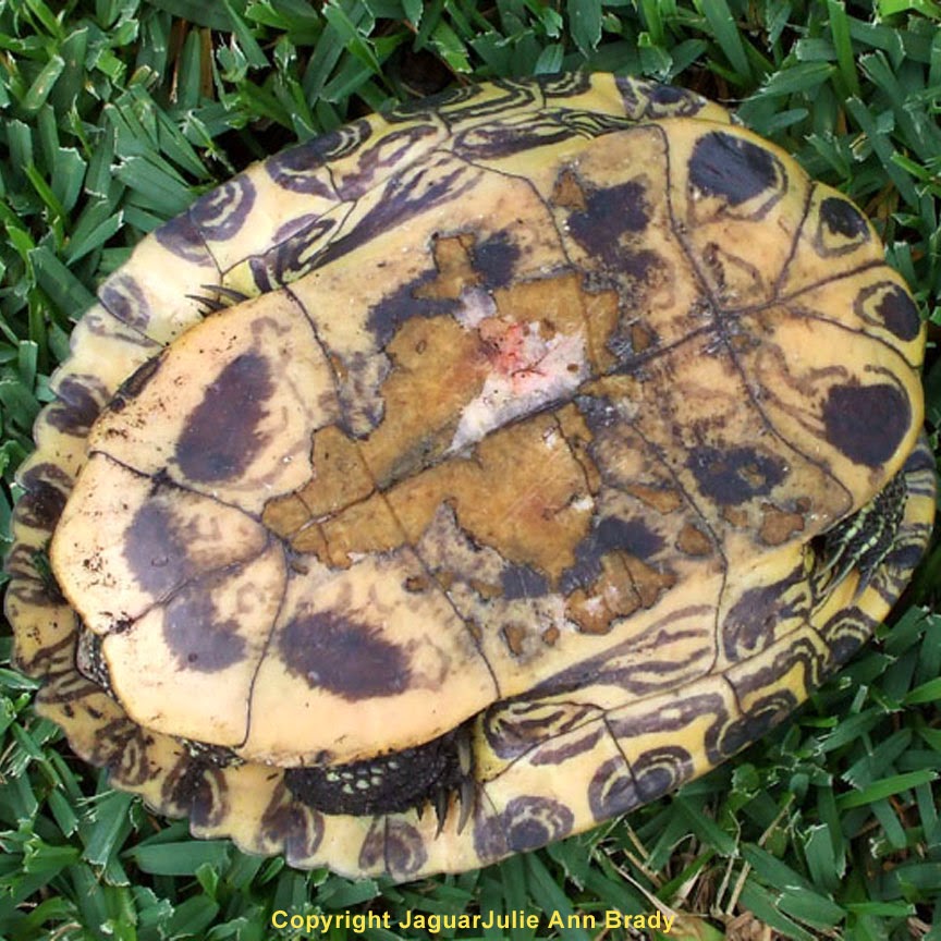 Underside of Painted Turtle in my Front Yard Garden Underside of Painted Turtle in my Front Yard Garden