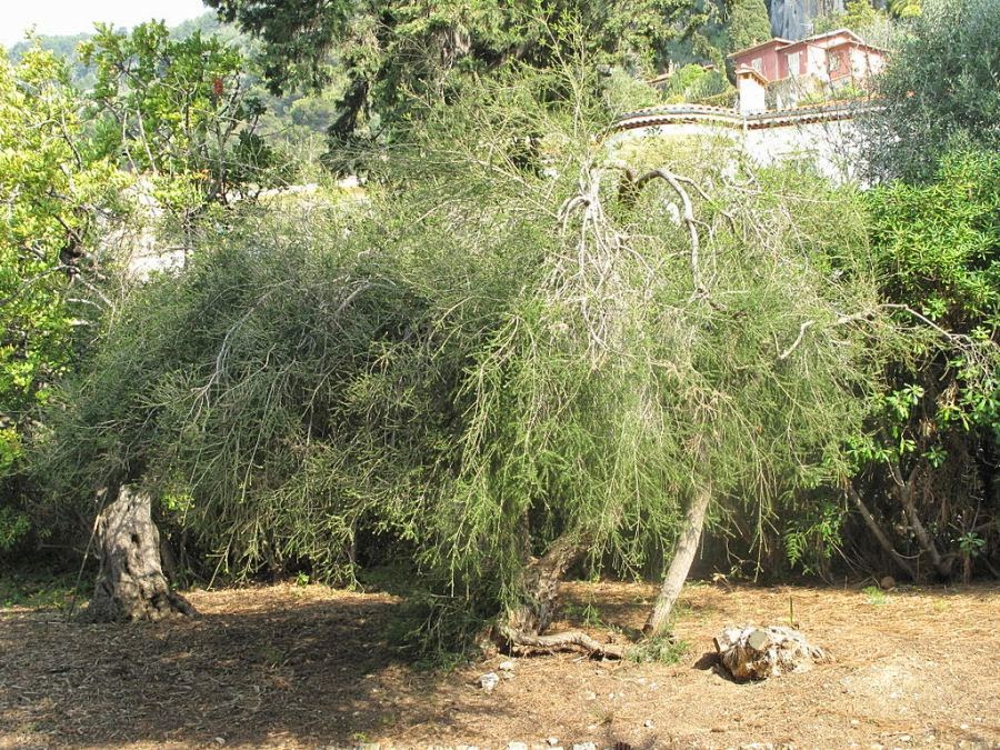 How To Grow A Hedge Using Illawarra Natives Growing Illawarra