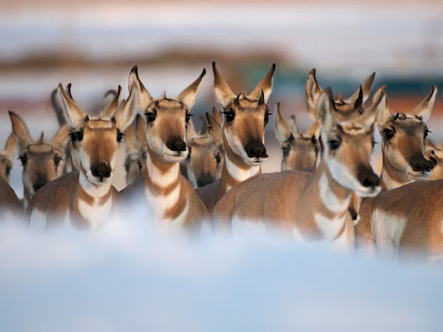 Animales de National Geographic Animales de National Geographic