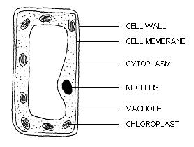 Blog Kami!!: [Biology Form 4] Animal Cell & Plant Cell