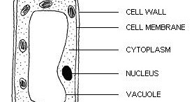 Blog Kami!!: [Biology Form 4] Animal Cell & Plant Cell