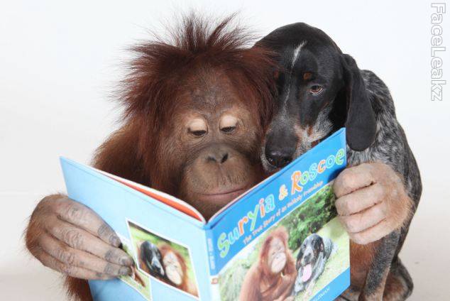 Persahabatan Langka Antara Seekor Orangutan Dengan Seekor Anjing -- foto -- faceleakz