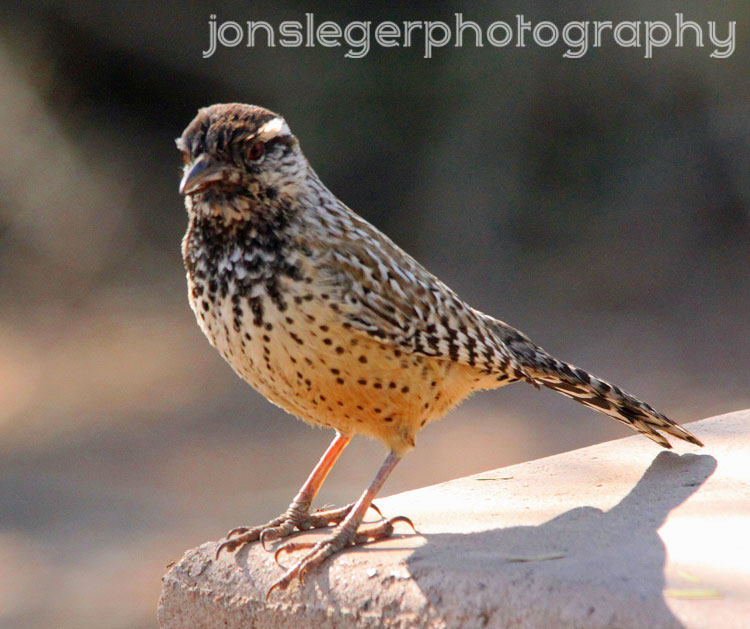 Northern Illinois Birder: Arizona Botanical Gardens - Birds & Insects