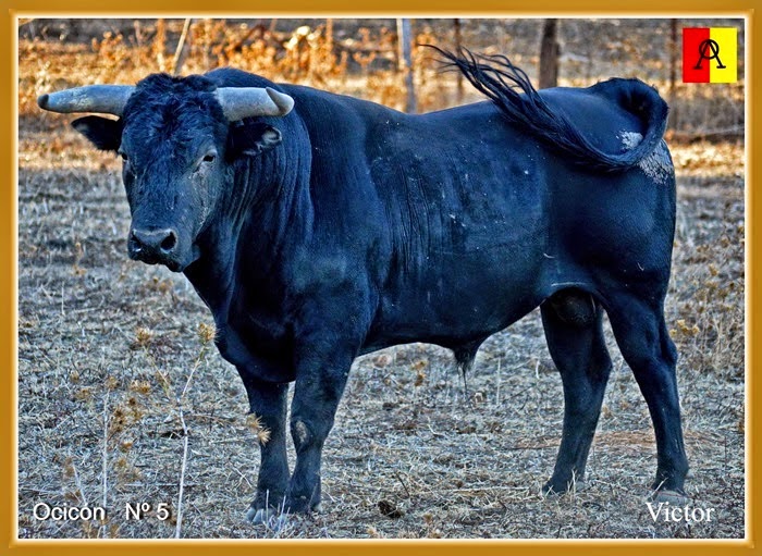 ambitotoros Sobre los pitones de los toros de Prieto de la Cal En Zalamea