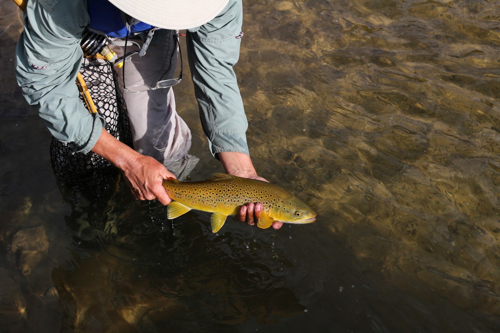Fly+Fish+the+Green+River+A+section+with+Jay+Scott+Outdoors+during+the+Cicada+Hatch+June+2014+12.JPG