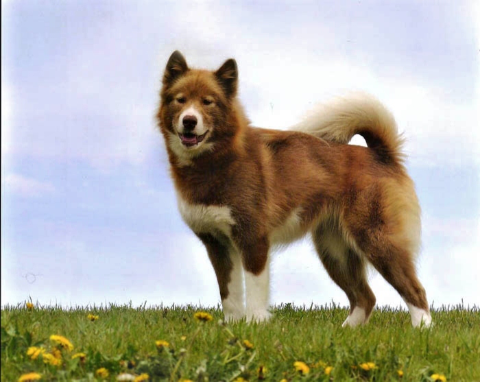 Dog Blog Toronto 5 Distinctly Canadian Dog Breeds