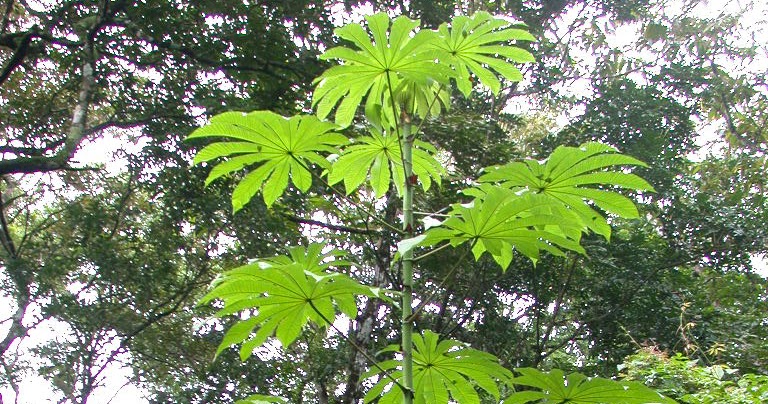 Nayara Gardens : Guarumo - Cecropia obtusifolia