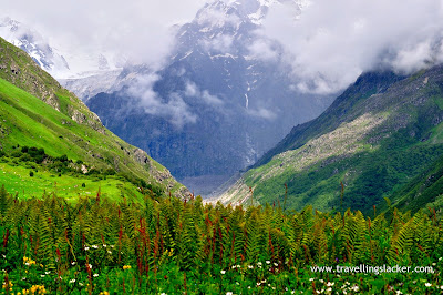 Beauty of the Valley of Flowers in Uttaranchal