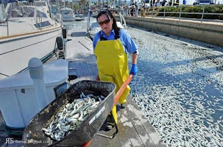 Mass fish death in California after Japan T-sunami