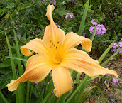 Daylily "Selma Longlegs"