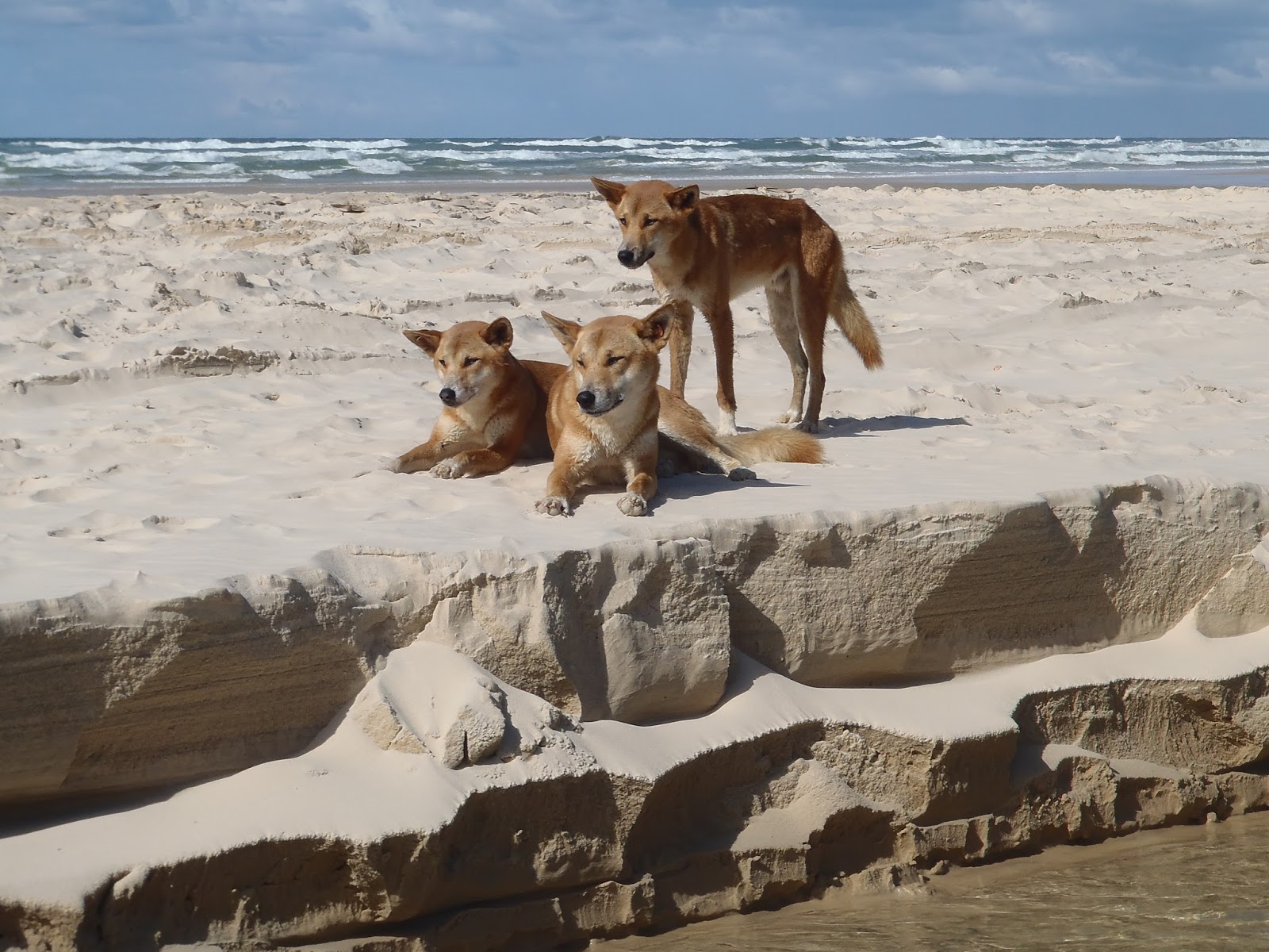 Kingfisher Bay Resort And Fraser Island Dingoes Under The Spotlight