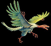 Archaeopteryx