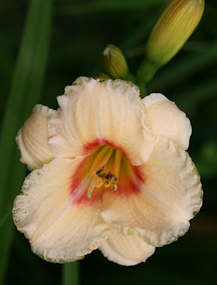 Siloam Virginia Henson'