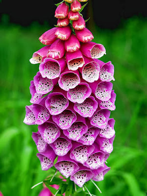 foxglove4.jpg