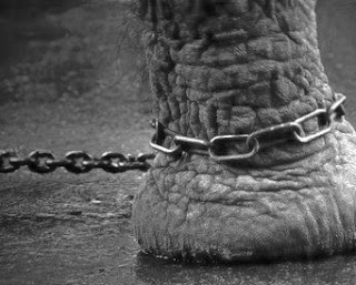 un elefante atado a un poste un elefante atado a un poste