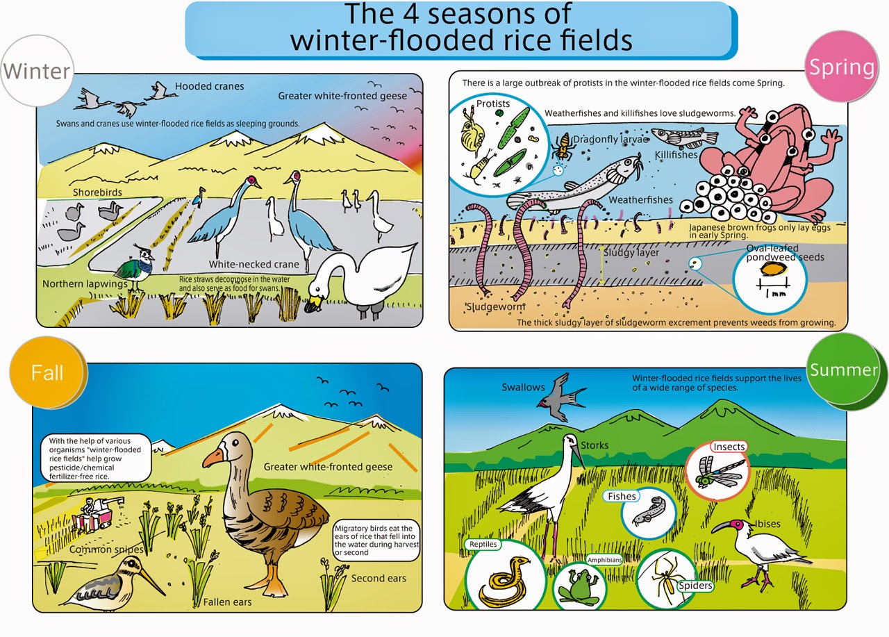ProgressTH Organic Principles in Practice Rice Field Ecosystems