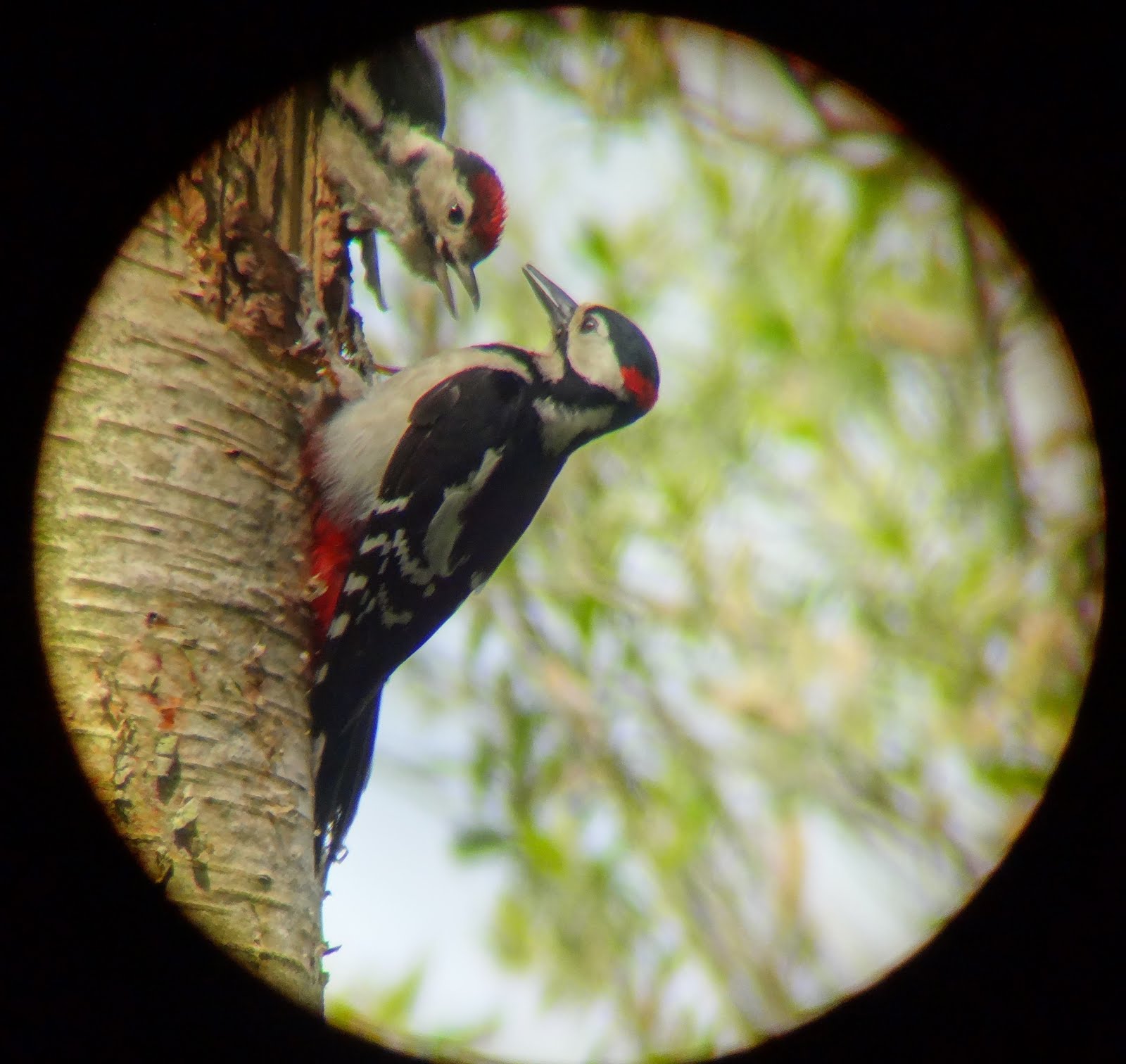 GSW feeding young