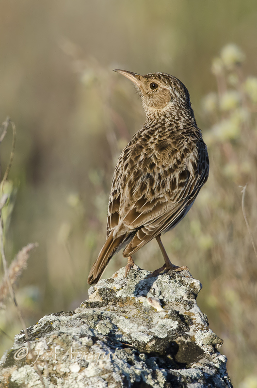 Alondra ricotí; alondra de dupont; Chersophilus duponti; Dupont´Lark. Alondra ricotí; alondra de dupont; Chersophilus duponti; Dupont´Lark.