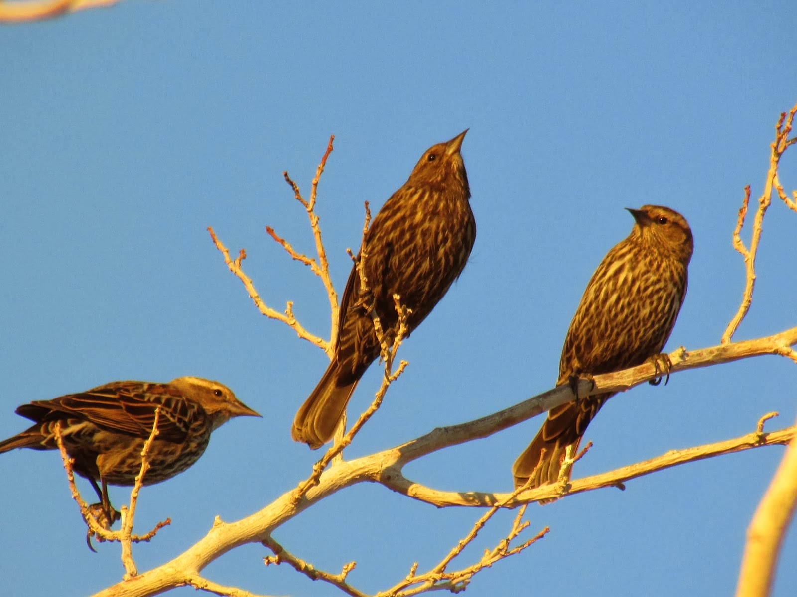 Toys and Stuff Las Vegas NV,Beautiful Bird's 22 Januar 2014